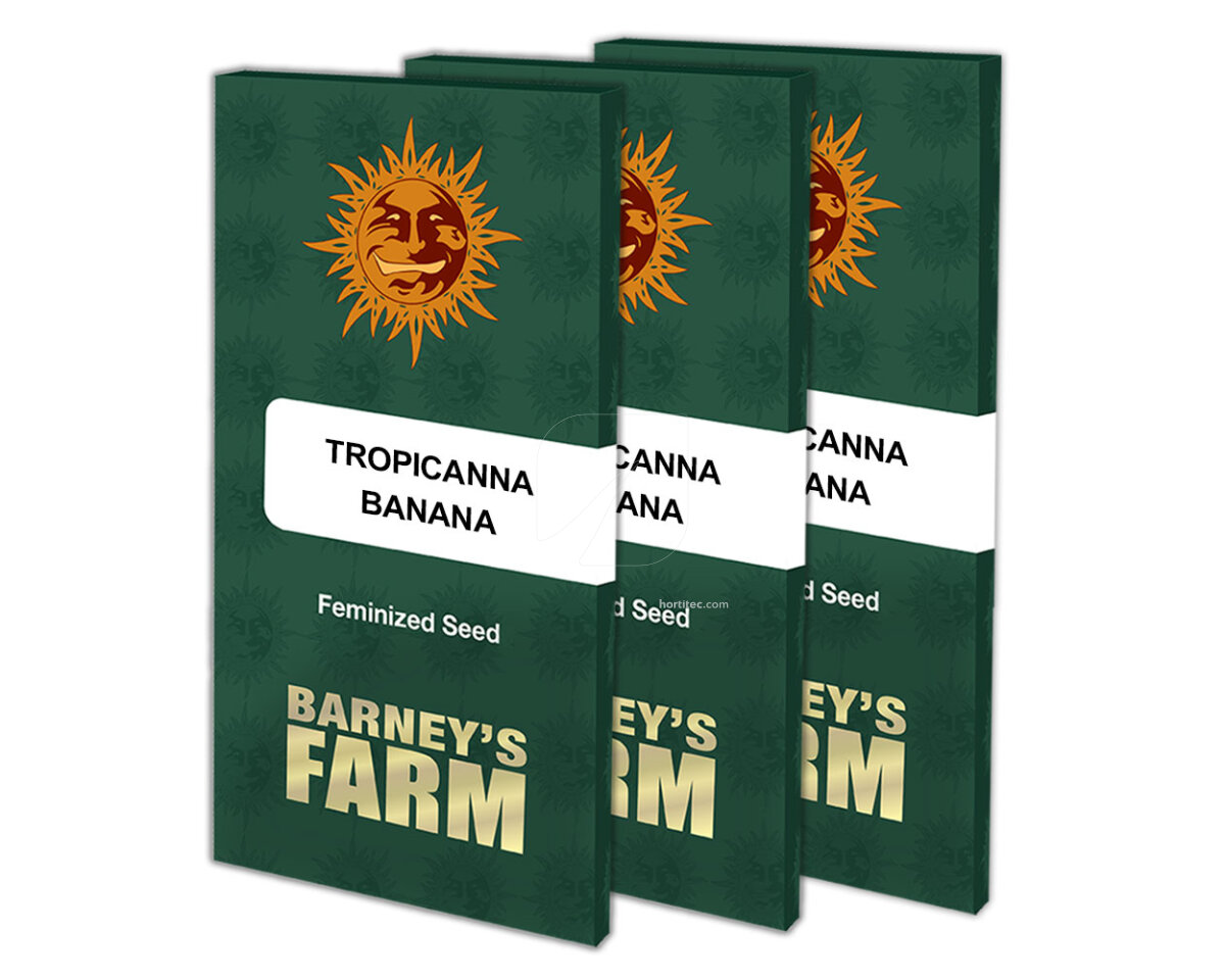Tropicanna banana (1) barney's farm seeds