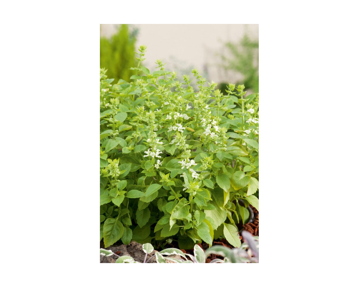 Albahaca italiana clásica bioflower