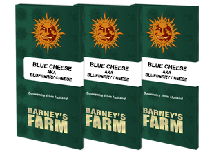 Blue cheese (10) 100% barney´s farm seeds