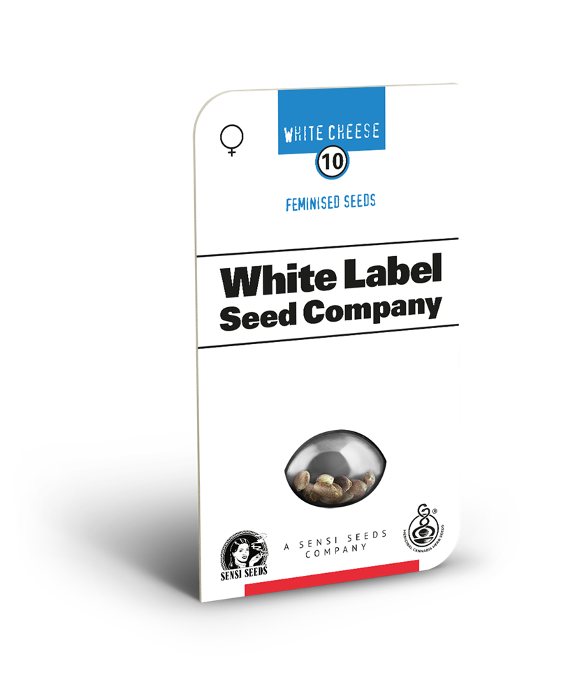 White cheese (1) 100% sensi seeds
